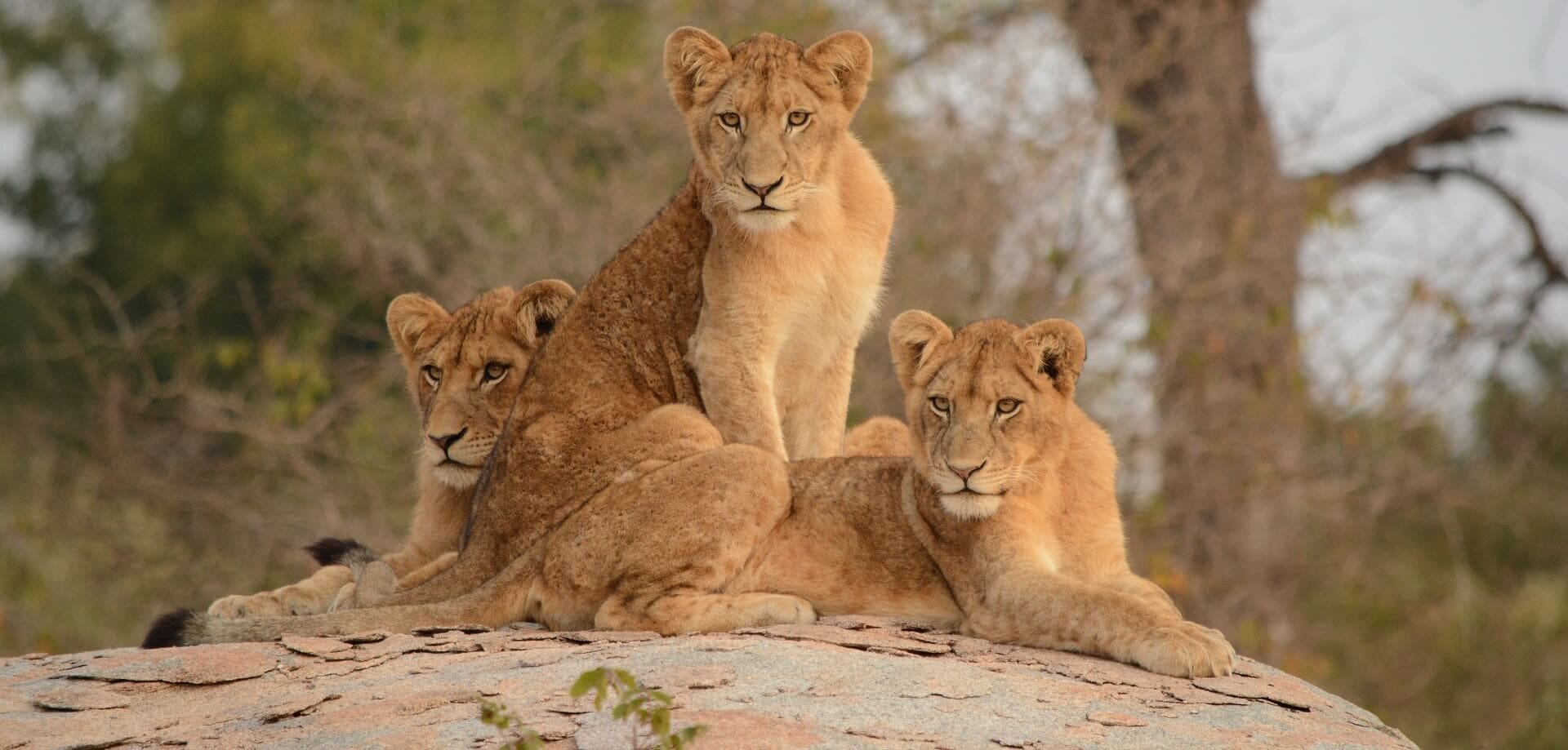 Family adventure with our Perfect Tanzania Lion Safari Tour Package