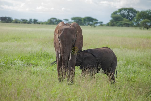 Tarangire National Park