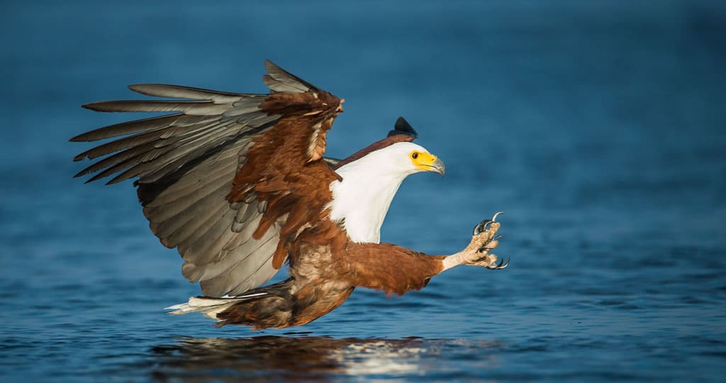 Free Day in the Delta