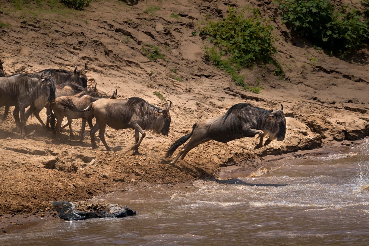 Top African wildlife experiences: Why you should see the great migration this October