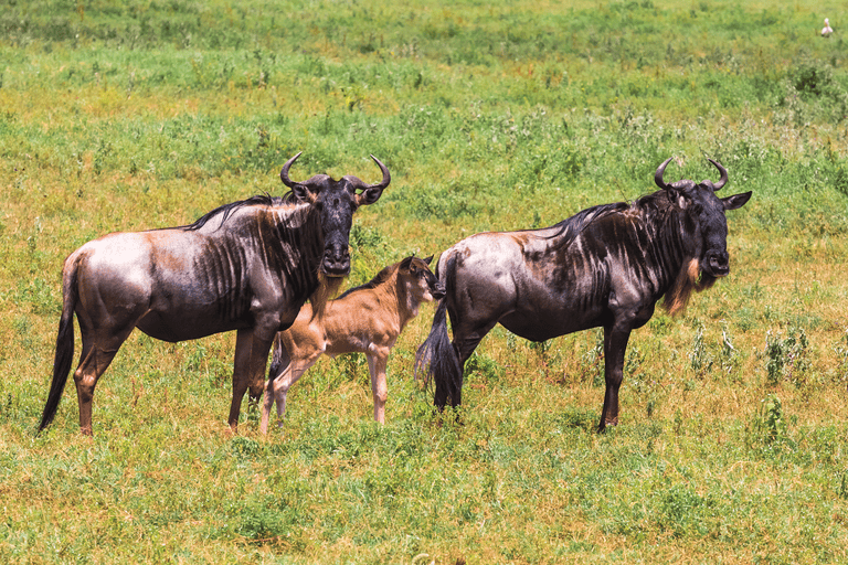 Wildebeest of Serengeti.