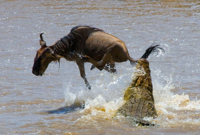 A wildebeest struggles in the river as a crocodile catches it.