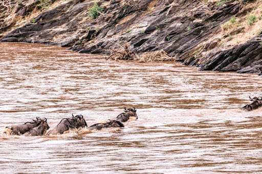 Wildebeest crossing Mara river. 