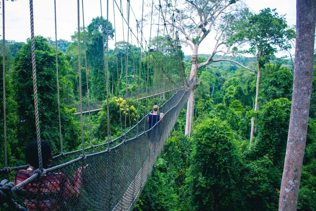 : Forest canopy trail in Ghana