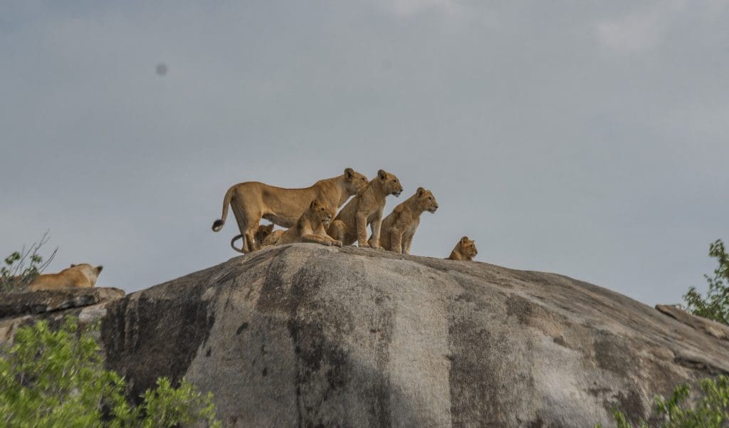 A pride of lions resting on a granite kopje in Serengeti National Park, Tanzania, a classic Big Five sighting in one of Africa’s most iconic wildlife destinations.