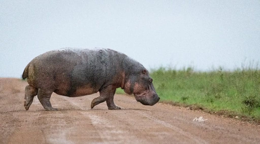 Hippos are large animals in Africa, but they are not part of the Big Five safari animals.