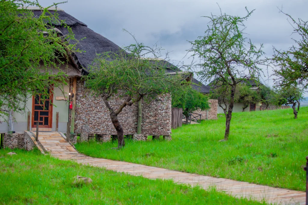 A serene view of Serengeti Safari Lodge surrounded by lush green grass and acacia trees during the rainy season