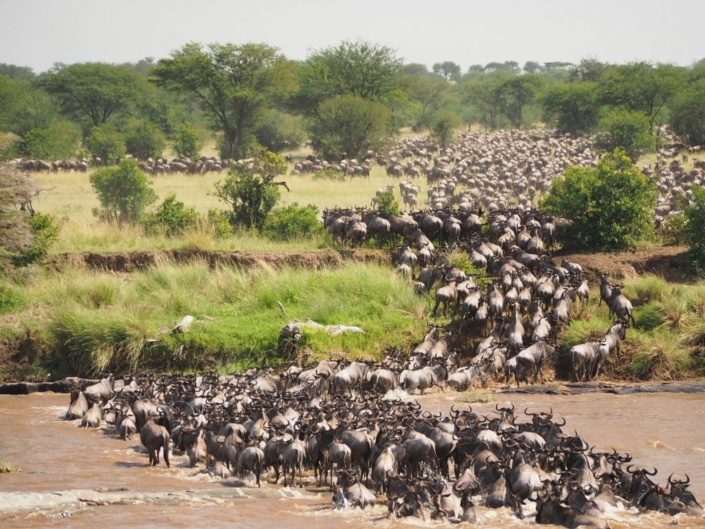 The great migration of wildebeest across the Serengeti.