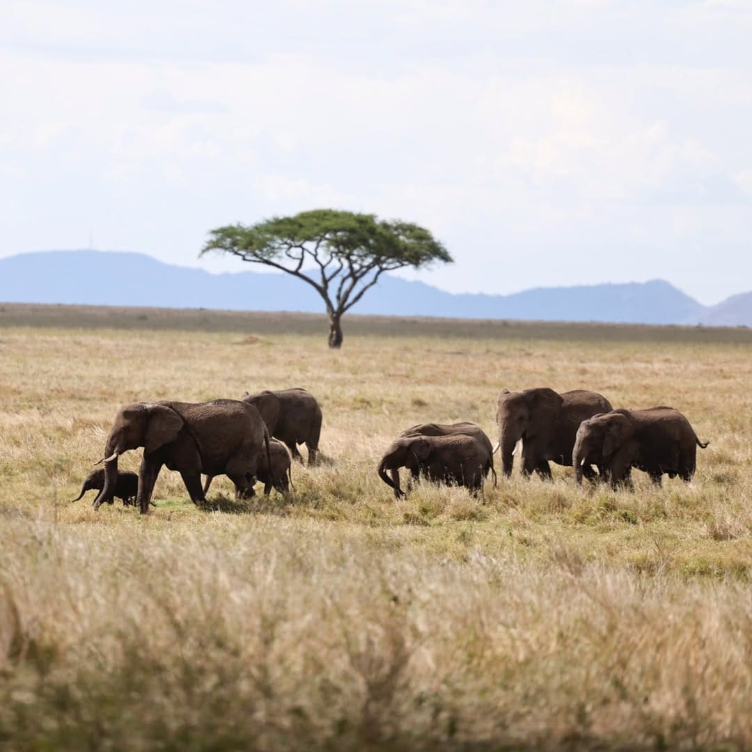 How Much Does a Tanzania Safari Cost?