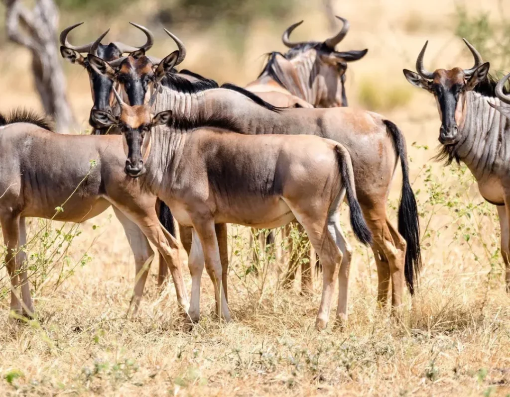 The Best Time To See The Wildebeest Migration