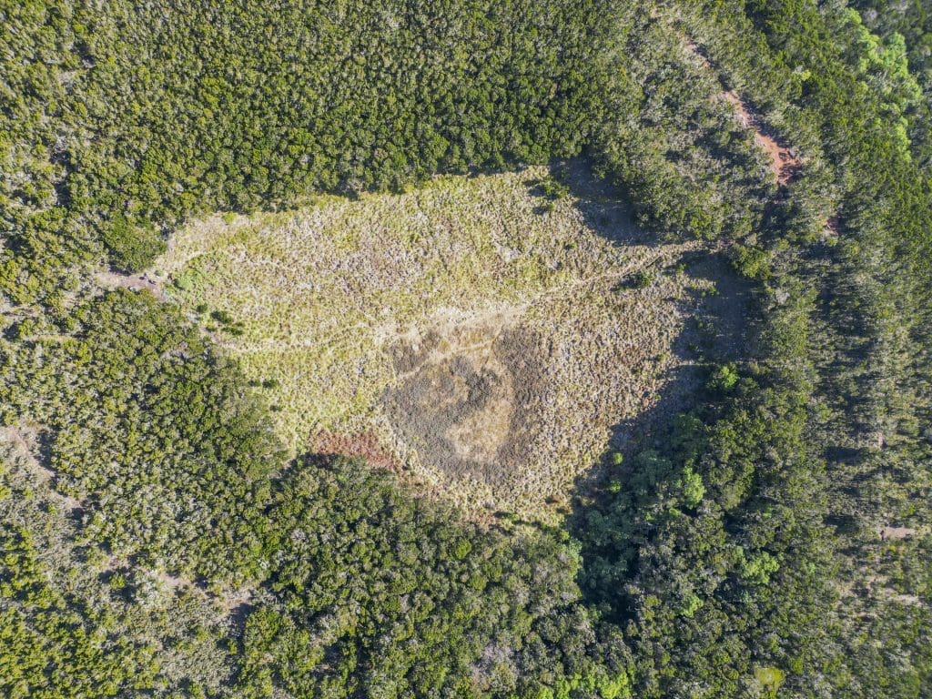 Aerial view of the Moorland zone on Mount Kilimanjaro, showing open grassy terrain surrounded by dense forest near Maundi Crater.