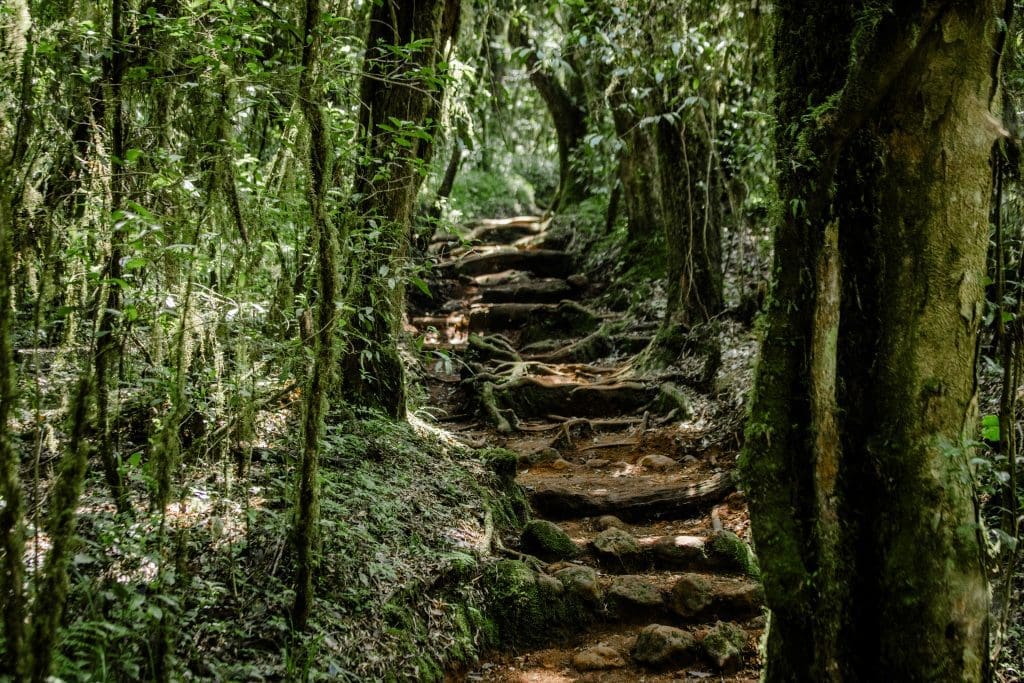 A dense, green montane rainforest trail on Mount Kilimanjaro, with tree roots and moss-covered steps leading uphill.