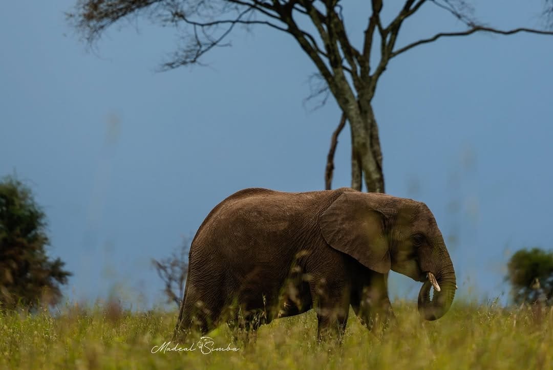 Tanzania Safari Parks & Wildlife Reserves