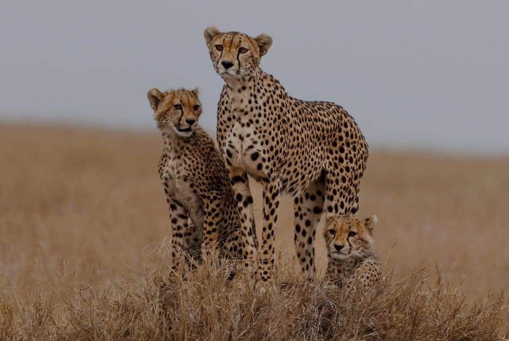 Cheetah standing with two cubs in the open grasslands of Serengeti National Park, Tanzania.