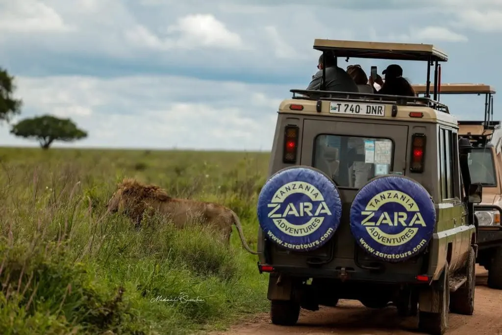 Zara Tanzania Adventures safari vehicle on a game drive in the Serengeti approaching a lion in the grasslands.