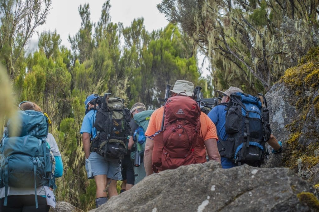 Climbers trekking through the moorland zone on Mount Kilimanjaro as the elevation gain increases above the rainforest on the Machame Route.