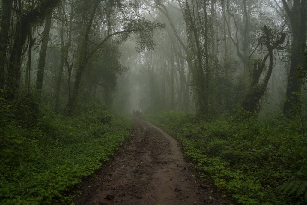 Hikers walking through the misty rainforest zone of Mount Kilimanjaro on a muddy trail surrounded by dense green vegetation and tall trees.