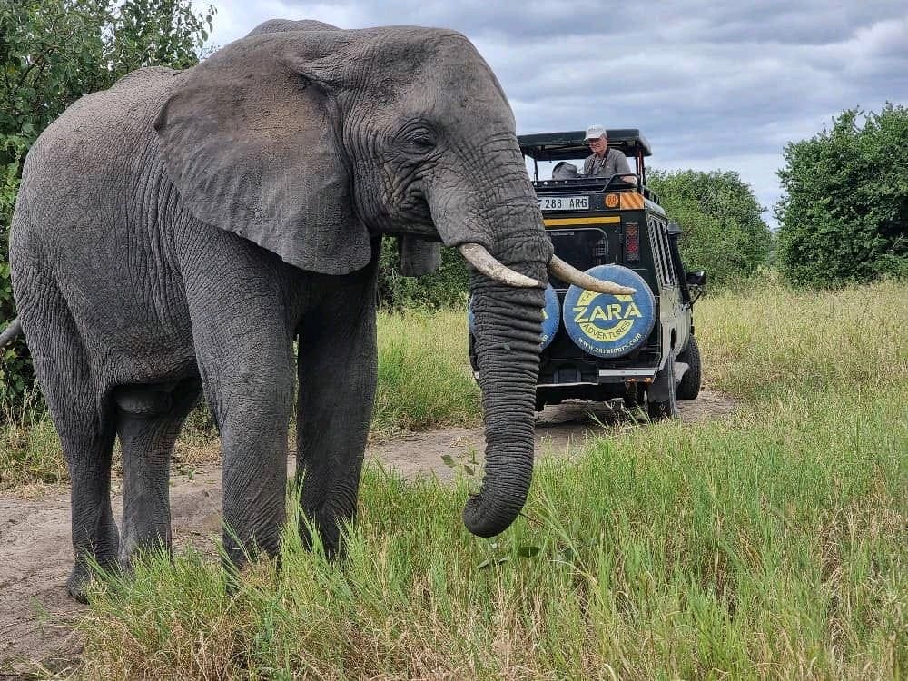 Close encounter with an elephant during a safari game drive with a Zara Tanzania Adventures vehicle in the background.