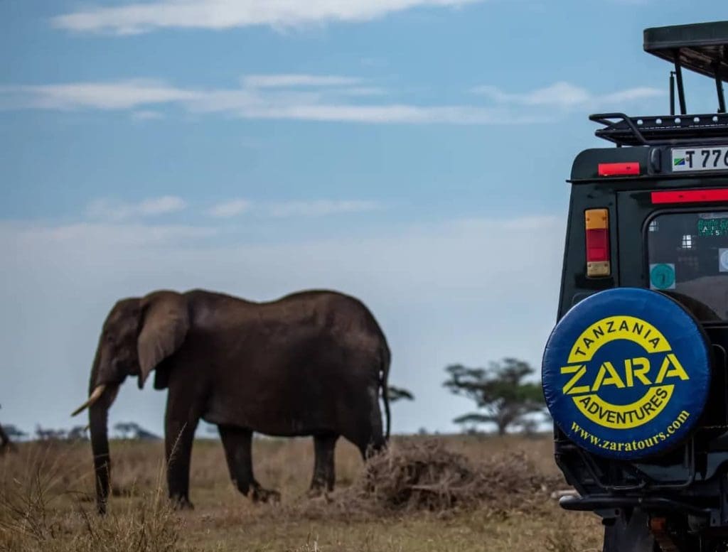 Zara Tanzania Adventures safari vehicle during a game drive in the Serengeti with an elephant in the background.