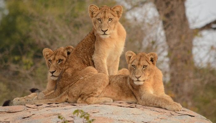 Family adventure with our Perfect Tanzania Lion Safari Tour Package