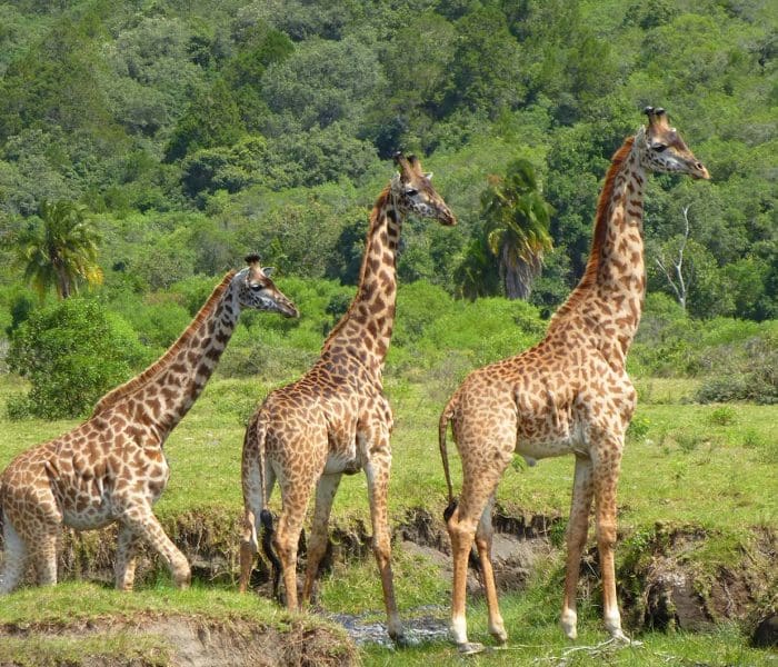 Arusha National Park Safari2