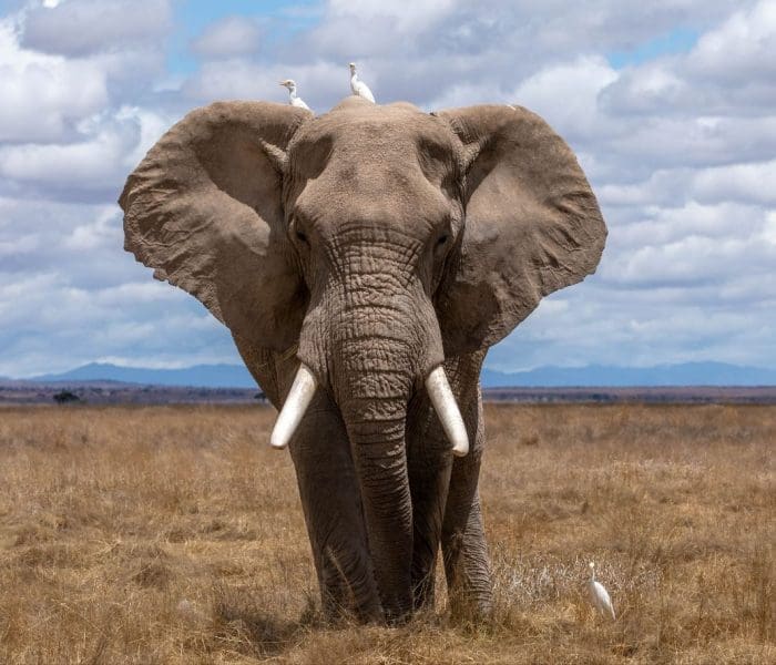 Tanzania safari holidays