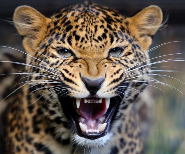 Big 5 Group Joining Safari5