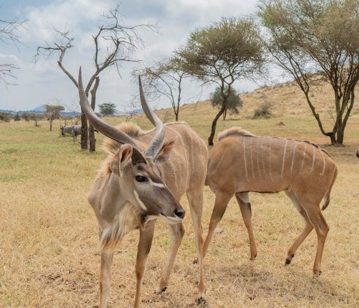 Serval wildlife day trip_13