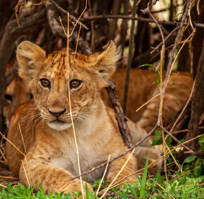 kenya lion
