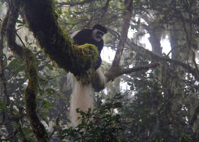 walking tour forest zara